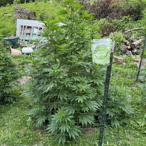 Outdoor cannabis plant in veg with reefertilizer Grow