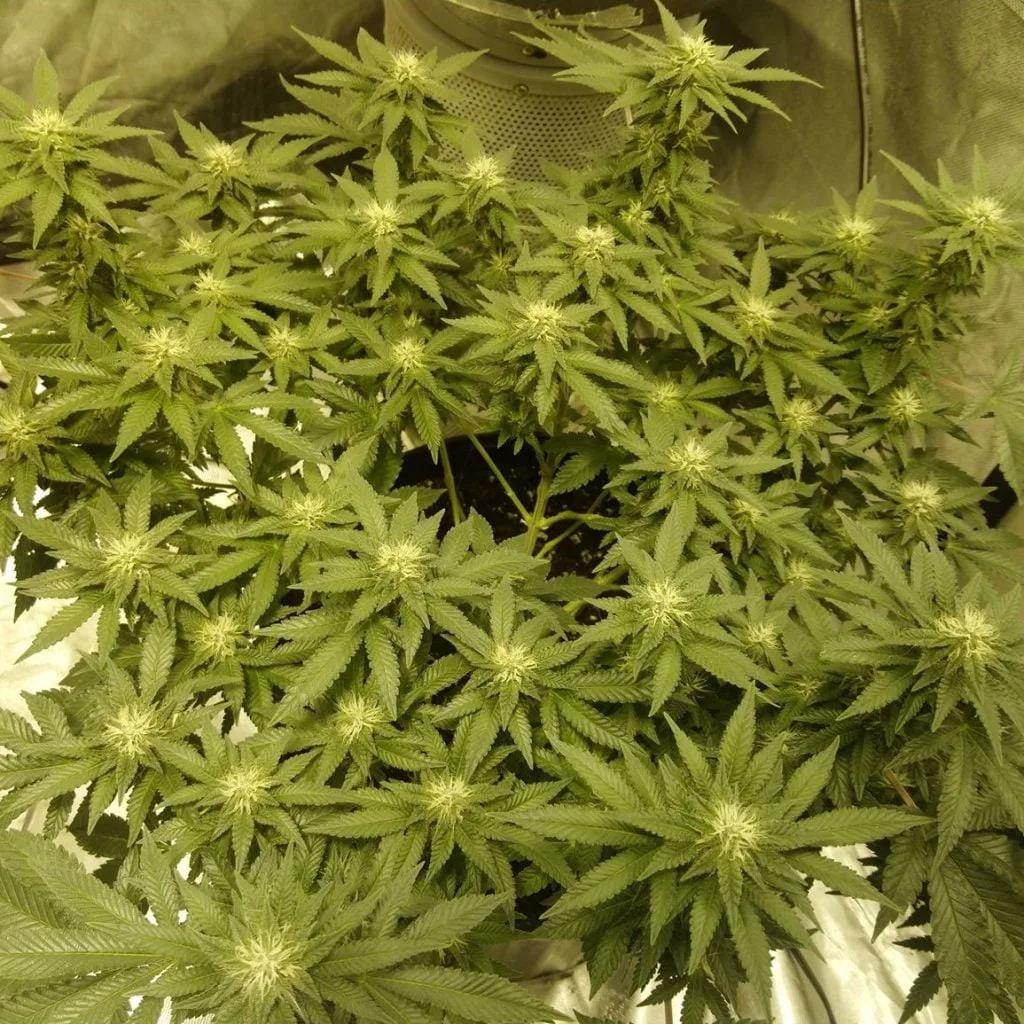 How often should you water your cannabis plants