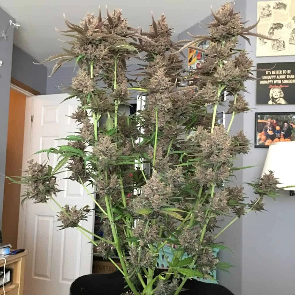 Autoflowering cannabis plant purple