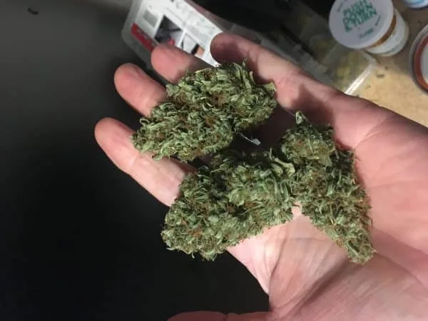 Cannabis buds in hand