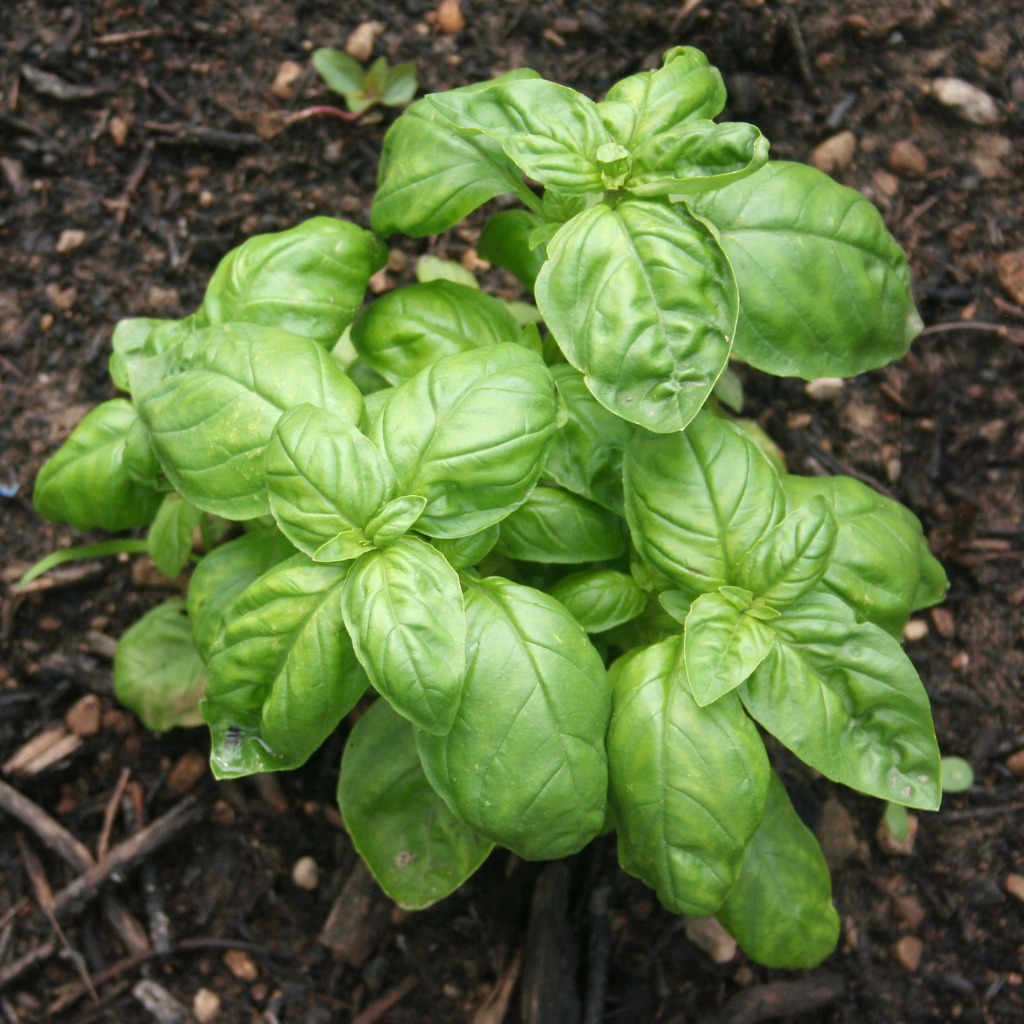 Basil companion plant for weed