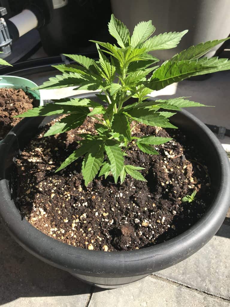 Kleine Cannabispflanze im Topf im Freien, gerade bewässert