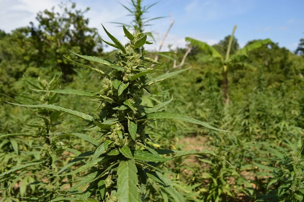 cannabis grown in coco or soil