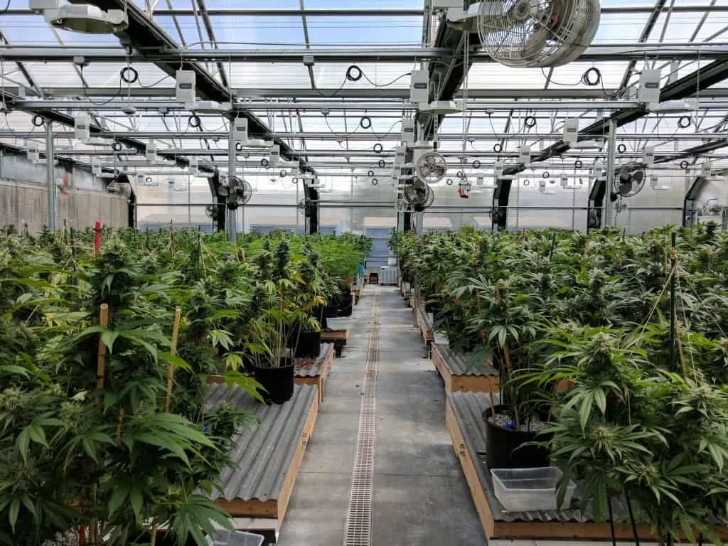 Commercial Cannabis Greenhouse