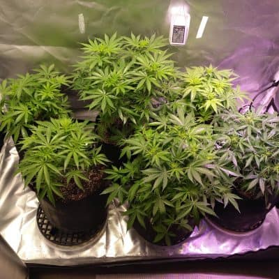 Indoor cannabis grow with 6 plants