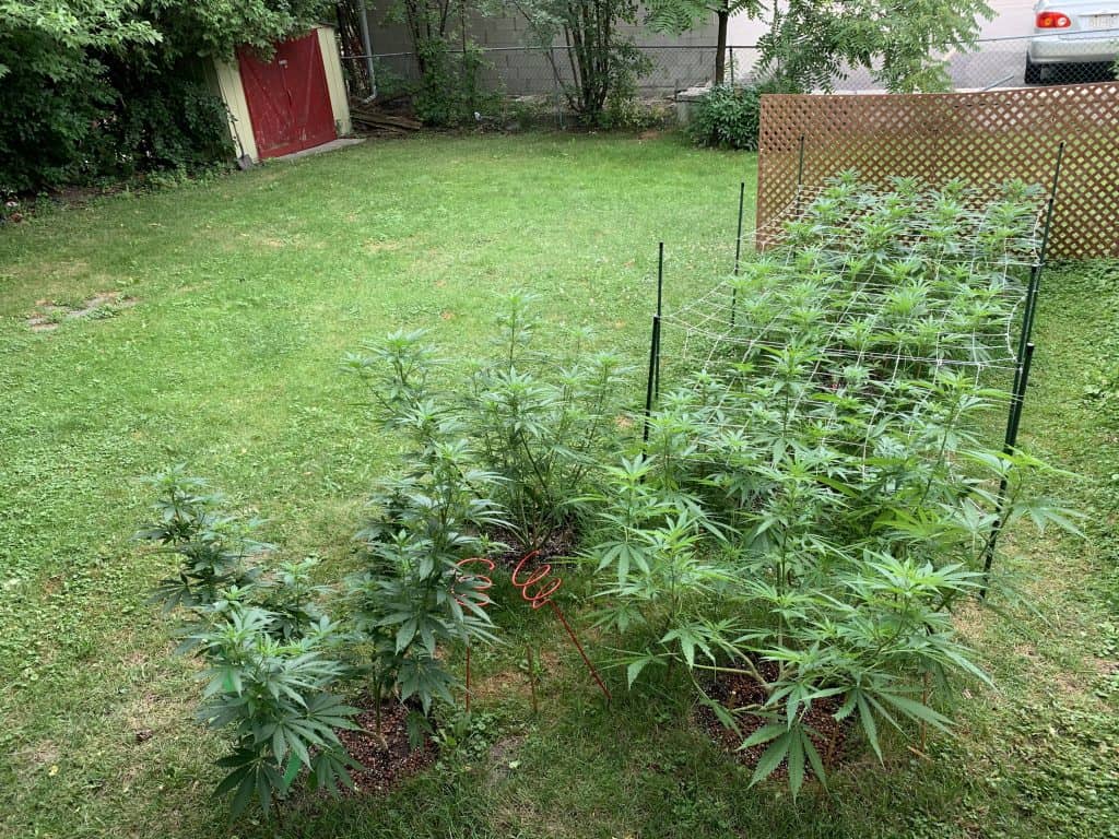 Cannabis crescendo no chão de um quintal com uma rede de scrog