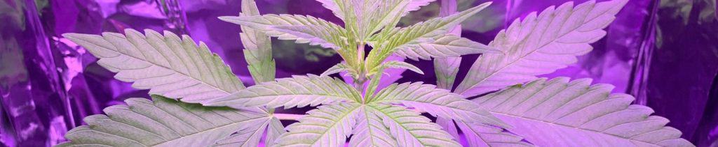 Best Cannabis Strains for Beginner Growers