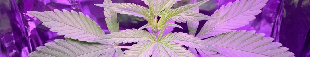 Best Cannabis Strains for Beginner Growers