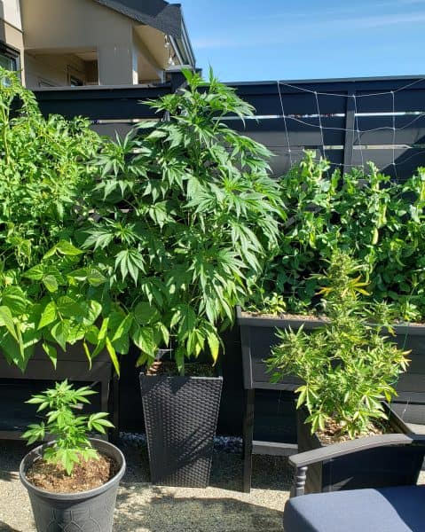 Cannabis growing outdoors next to peas and tomatoes