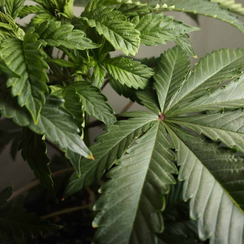 Cannabis leaf