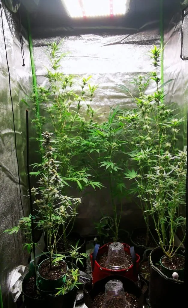 Indoor cannabis plants