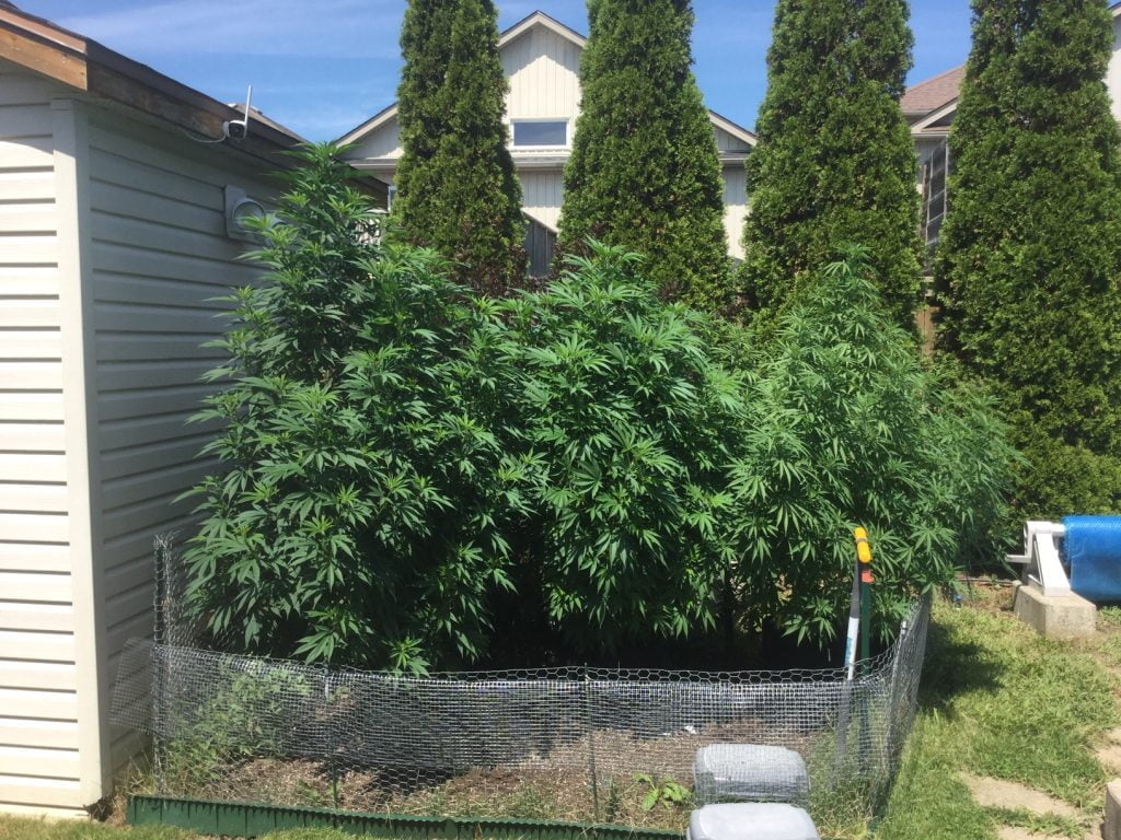 屋外で栽培されている大麻