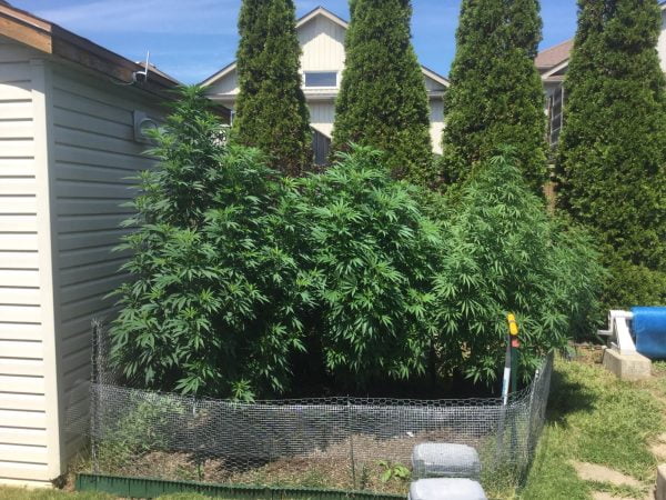 Cannabis being grown outdoors