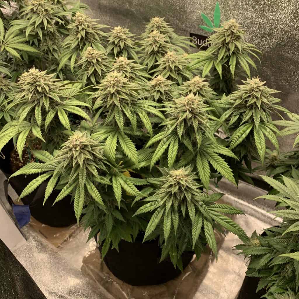 terpy Autos in grow tent setup