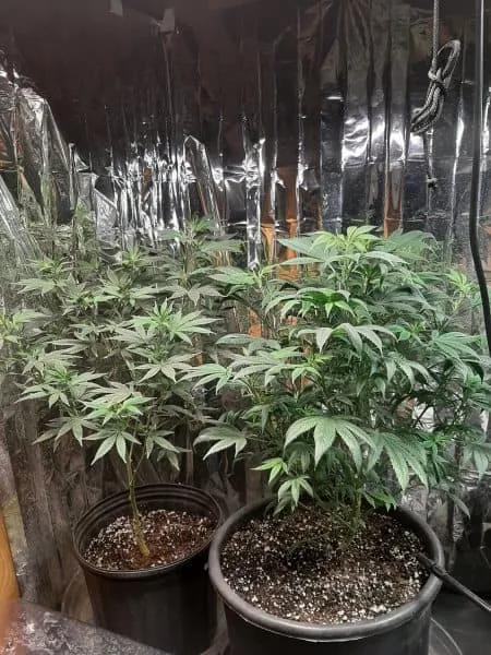 DIY indoor cannabis grow room