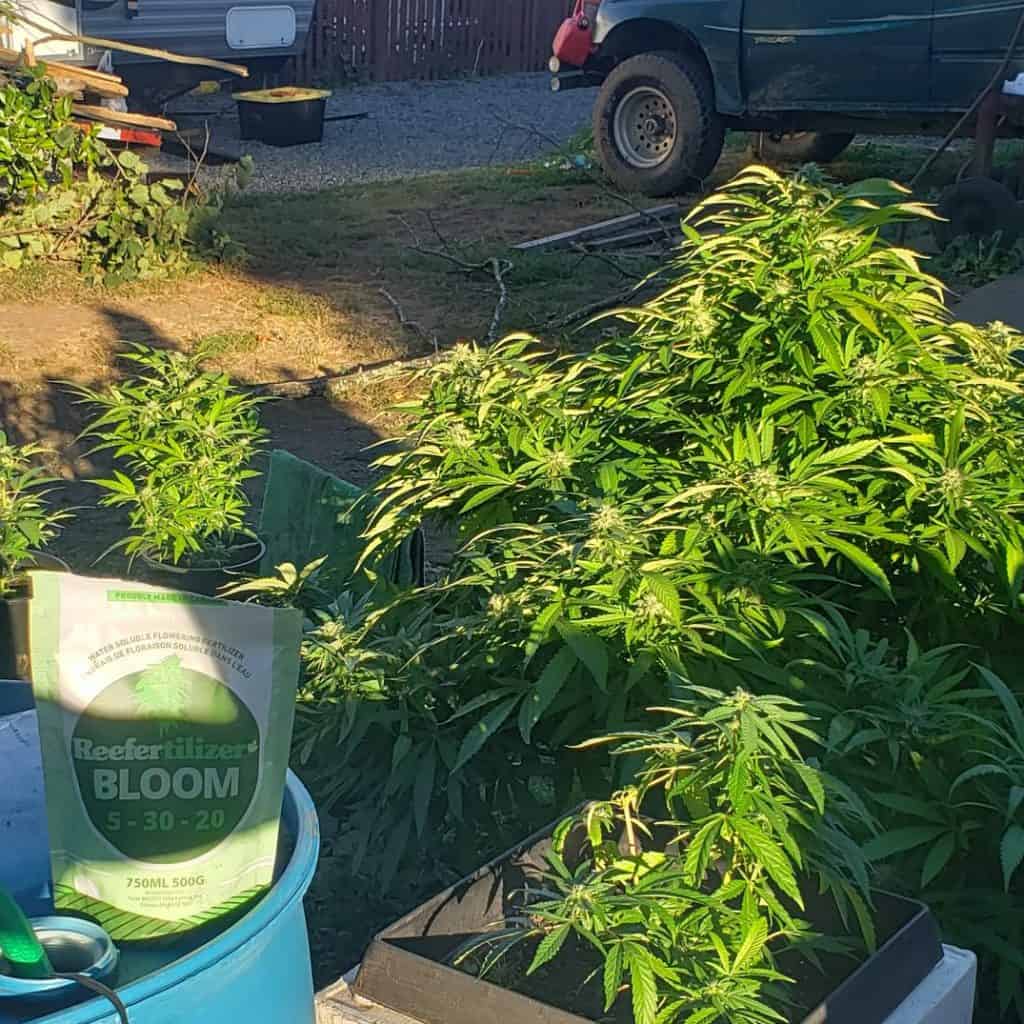 Reefertilizer Bloei word gebruik om bloeiende cannabisplante buite te kweek