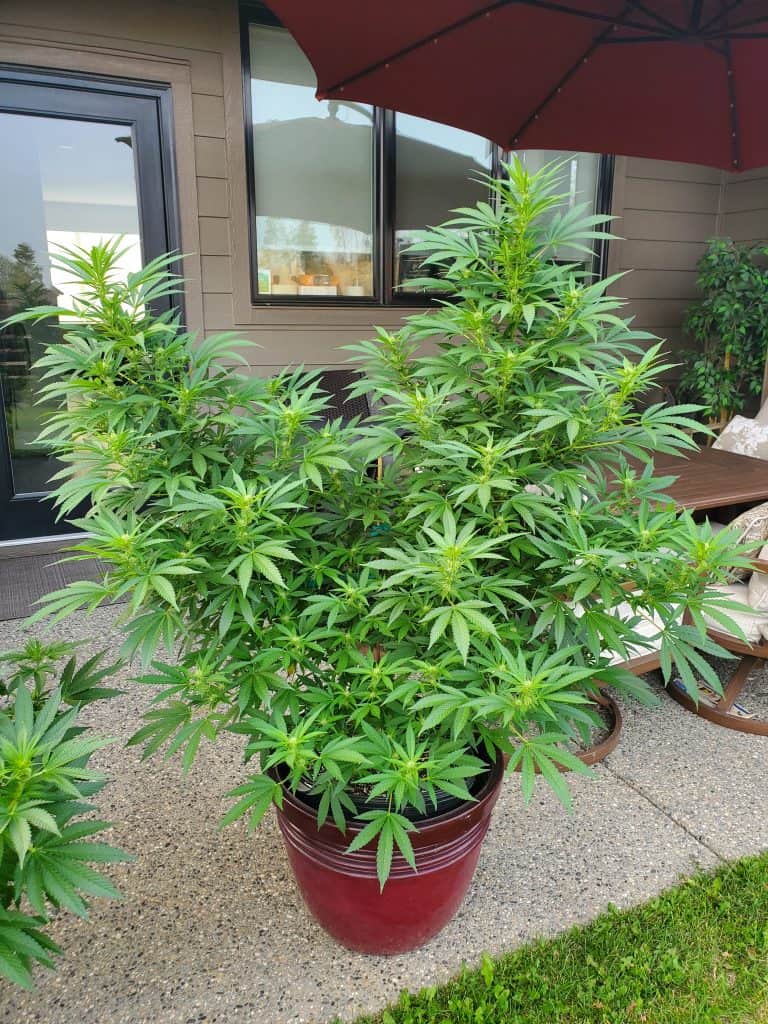 Cannabis Plant Growing Outdoors in Soil