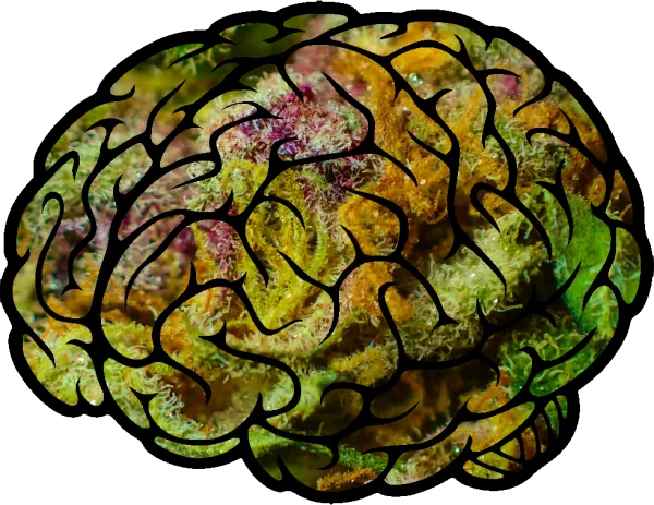 Brain on weed