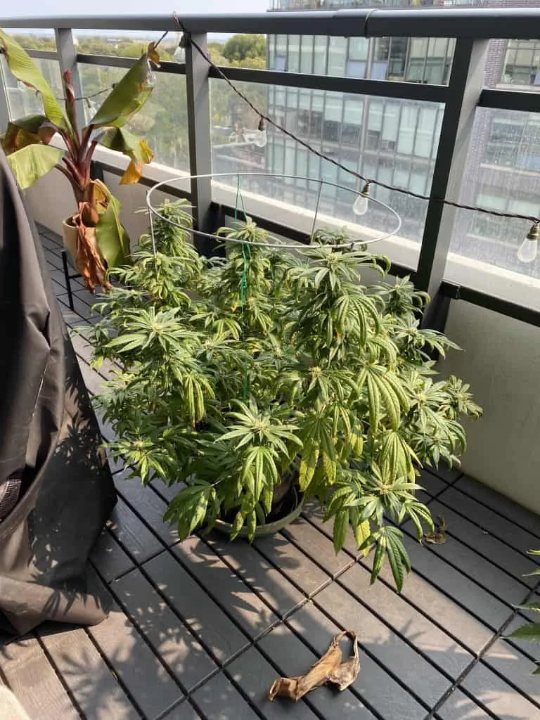 Apartment balcony cannabis plant