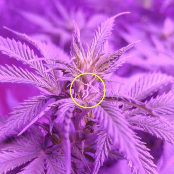 Primeiros sinais de cannabis em flor