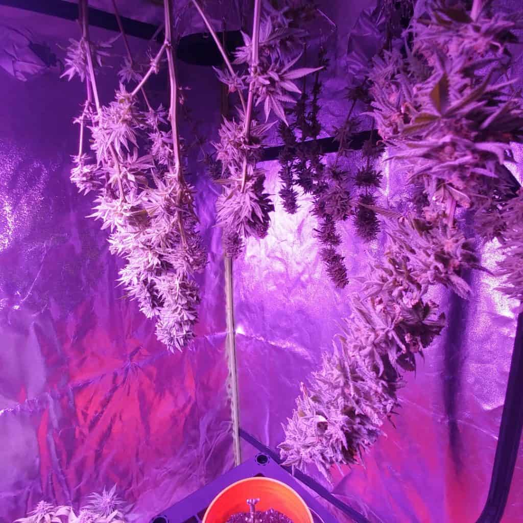 Cannabis drying inside grow tent