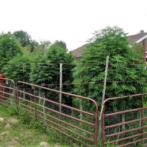 Ultimate Guide to Growing Cannabis Outdoors - Reefertilizer