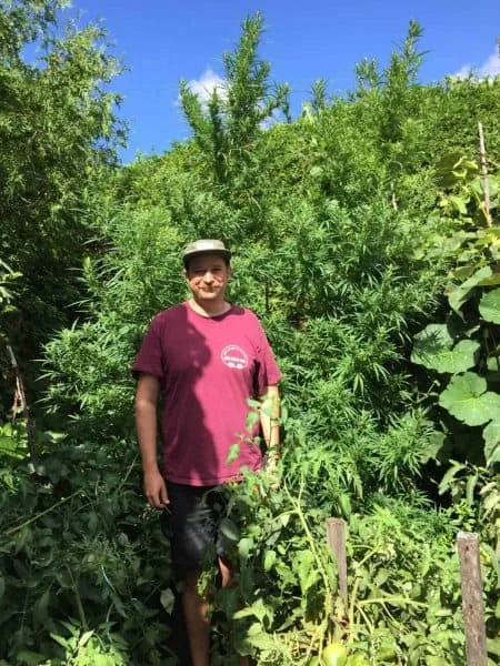 Very tall cannabis plant