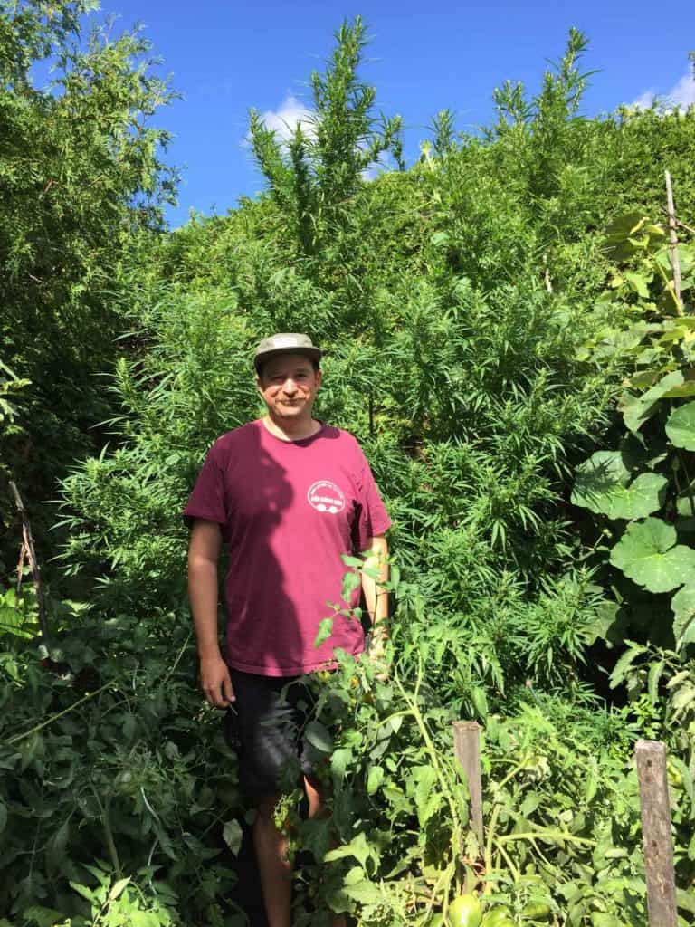 Very tall cannabis plant