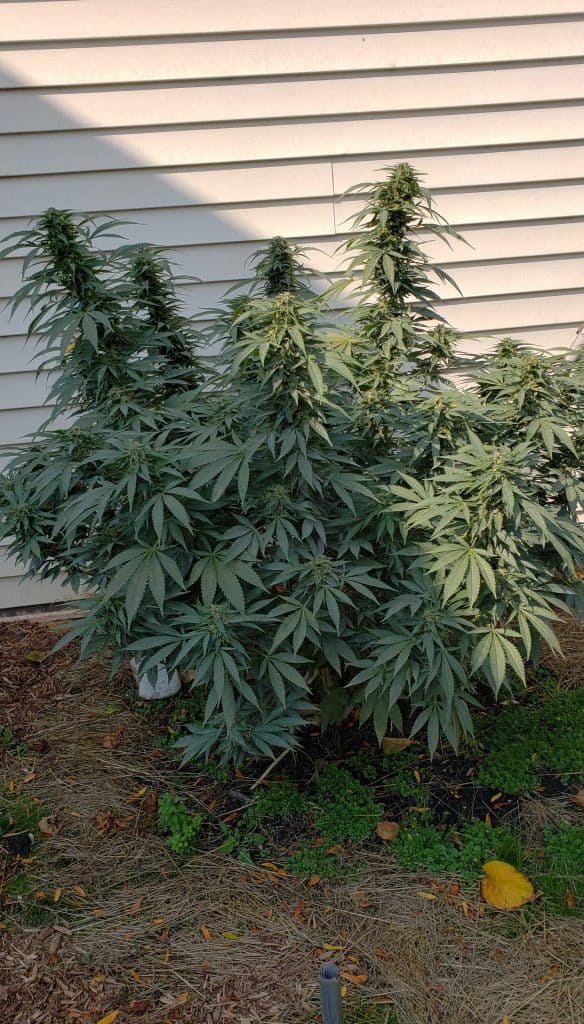Cannabis grown outdoors in the ground next to a house