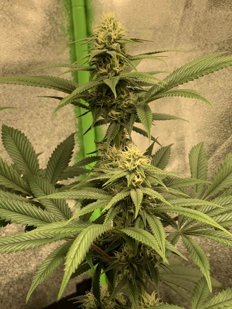 A flowering cannabis plant that has been super cropped indoors