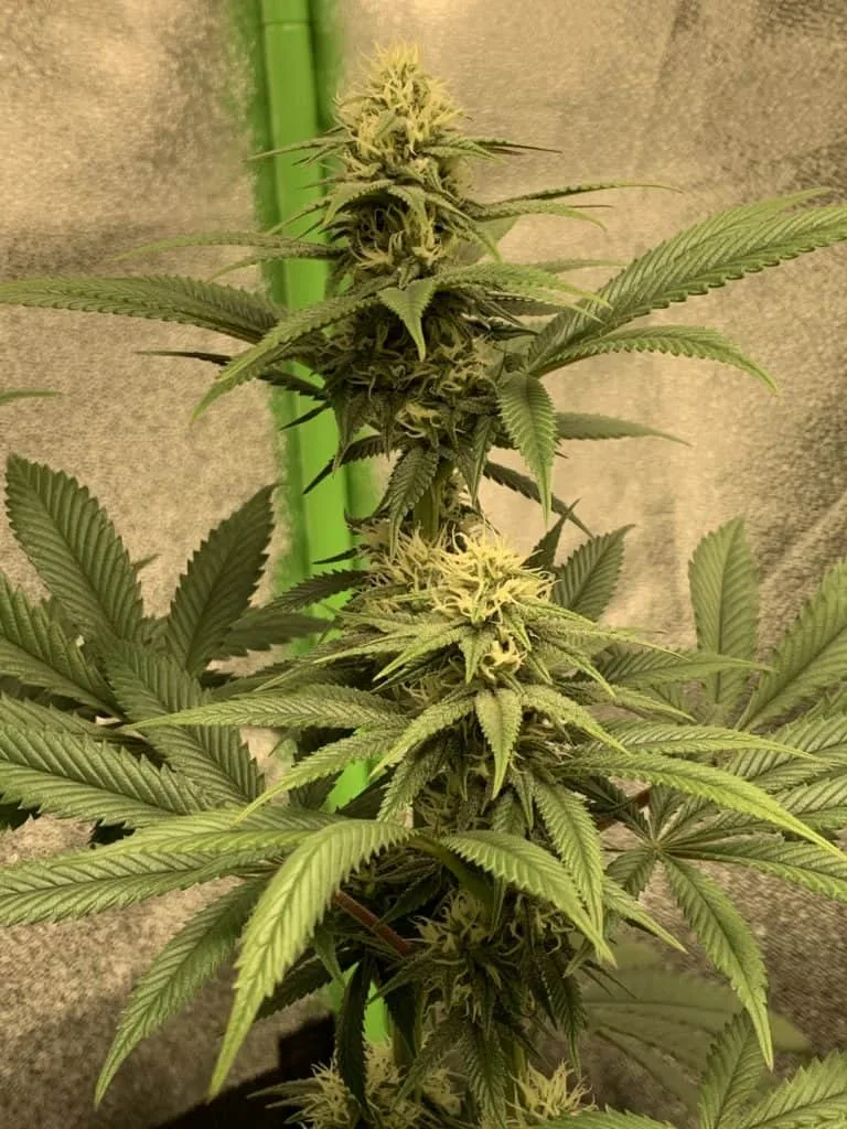 A flowering cannabis plant that has been super cropped indoors