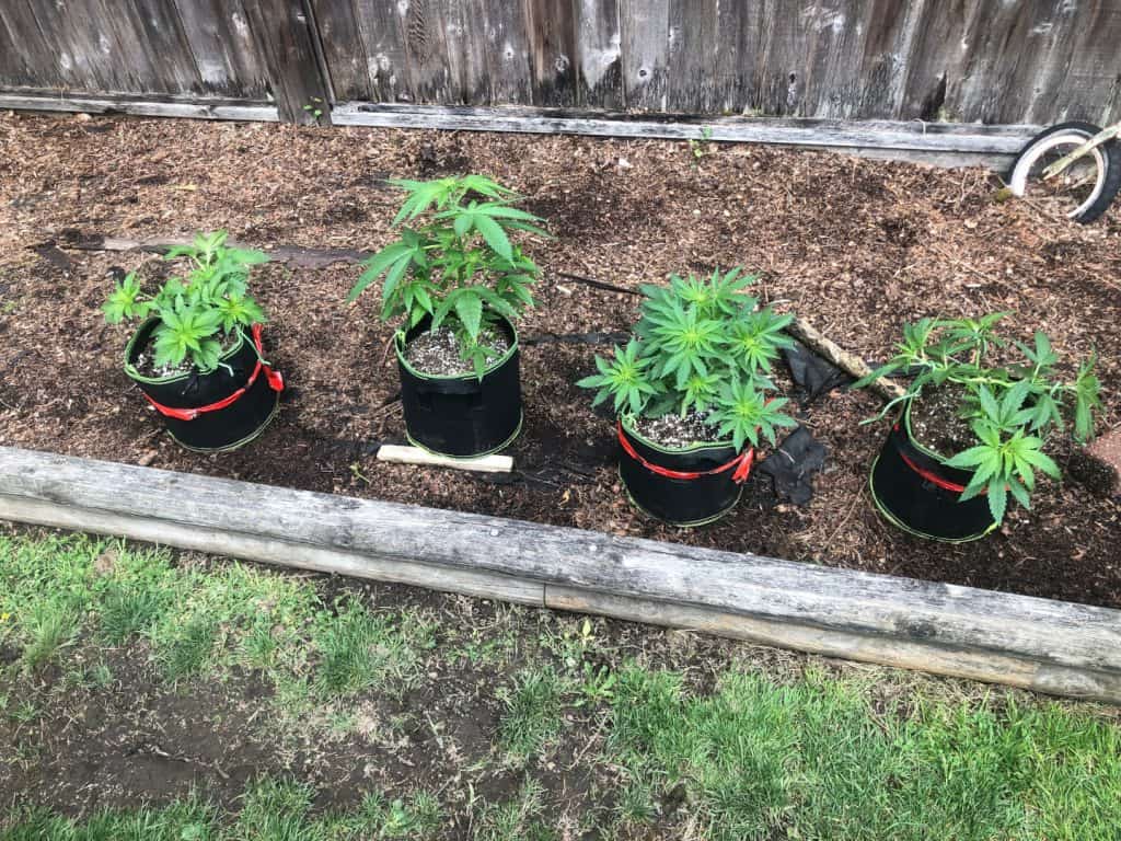 Cannabis grown outdoors in fabric planters