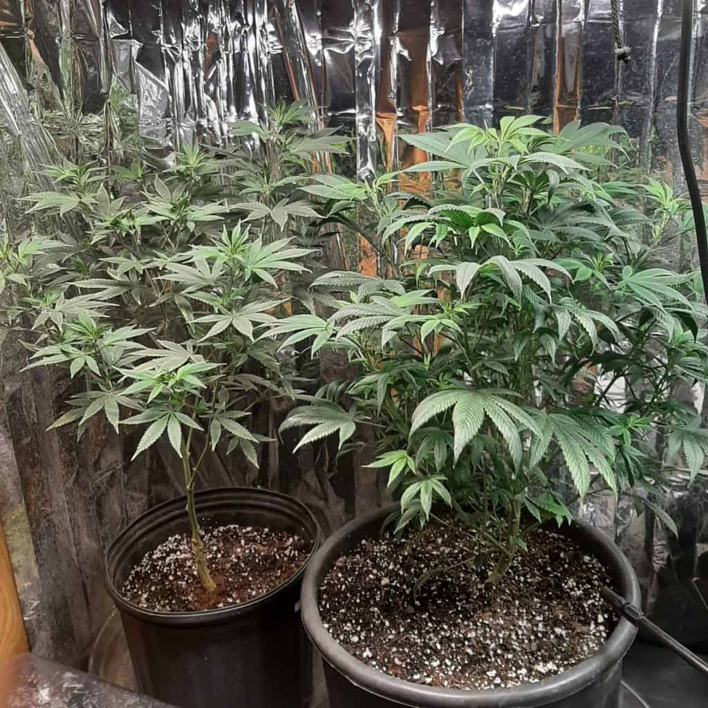 A view from inside a grow tent