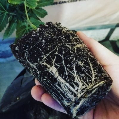 Reefertilizer Start Roots