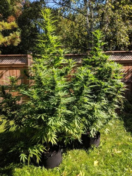 Diane's Backyard Cannabis Plants