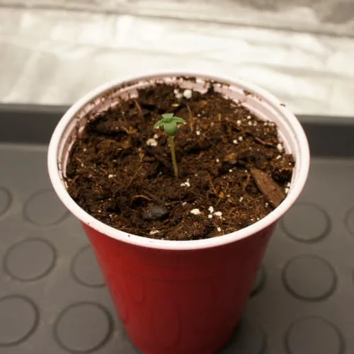 cannabis seedling