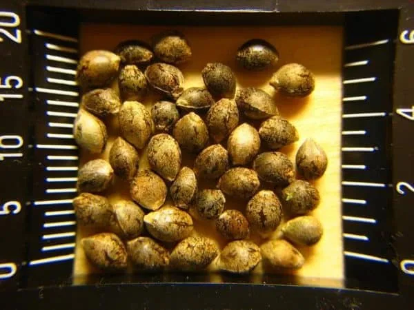 cannabis seeds