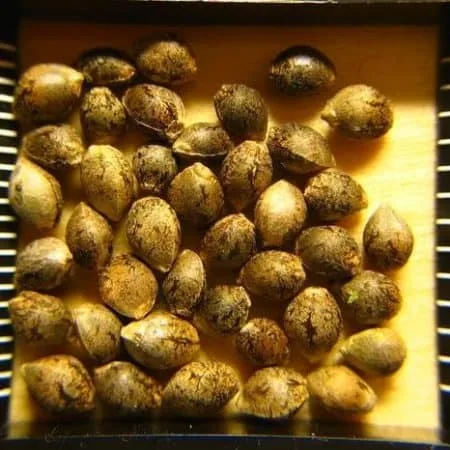 cannabis seeds