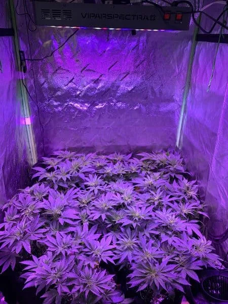 Scrog indoor tent