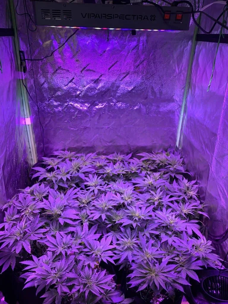 Scrog indoor tent
