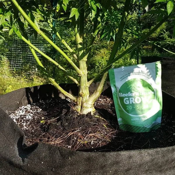 Cannabis plant with huge stem and a bag of Reefertilizer Grow fertilizer