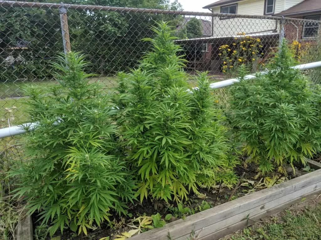 outdoor cannabis plants being fed reefertilizer