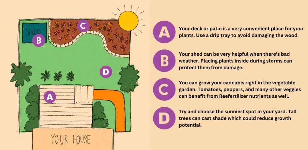 Where To place your outdoor cannabis plants