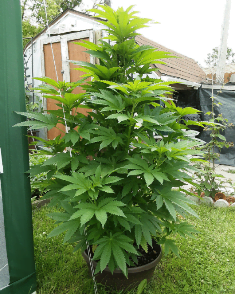 Best Grow Pots for Cannabis Growing