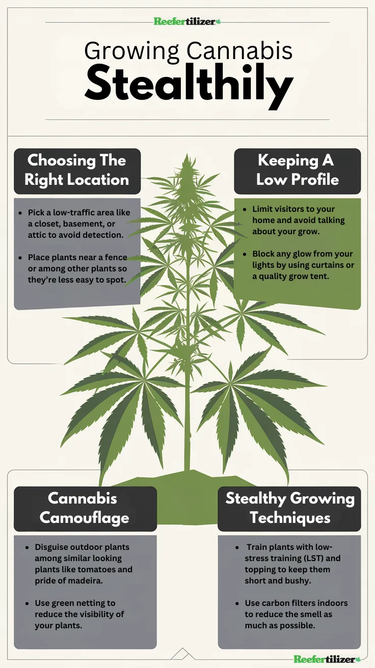 growing Cannabis stealthily infographic