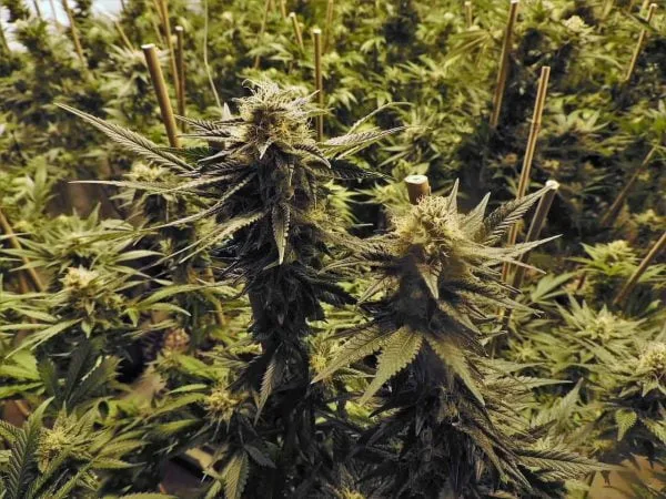Cannabis Flowers