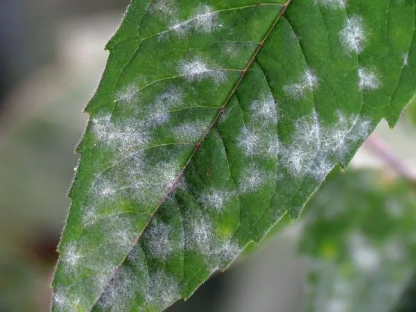 white powdery mildew on cannabis