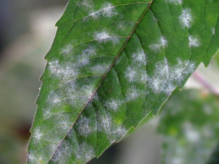 White Powdery Mildew How to Spot It and How to Stop It Reefertilizer