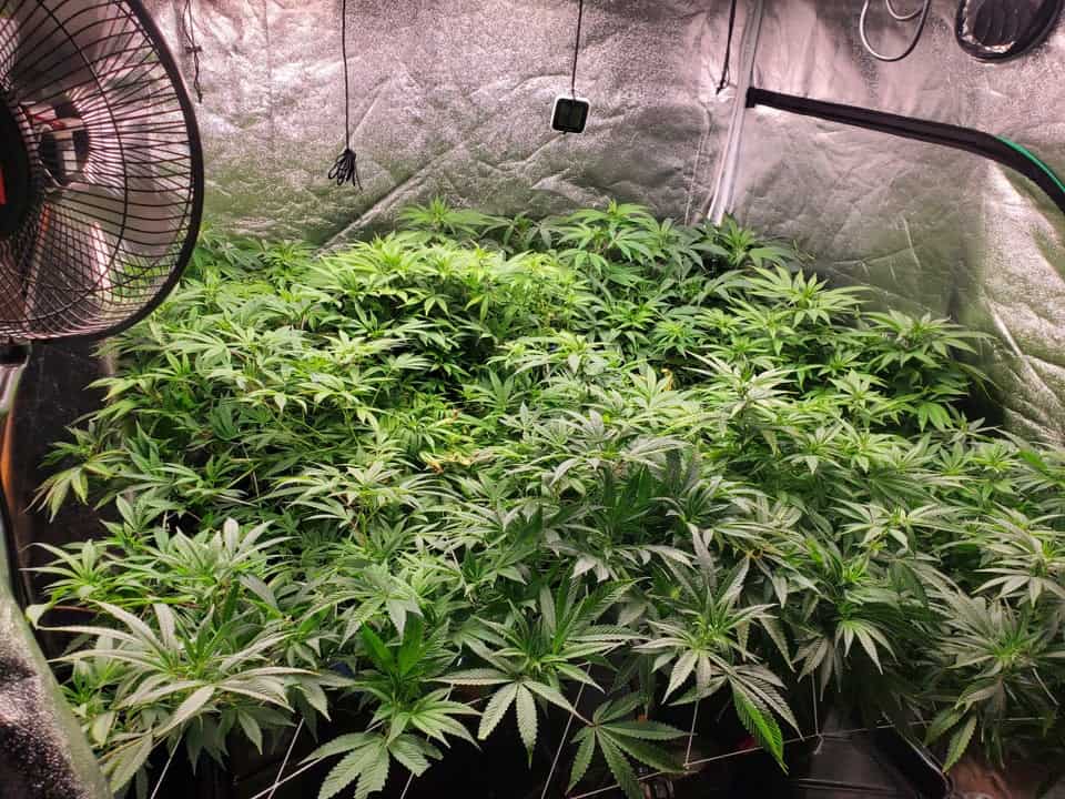 A view from inside a grow tent