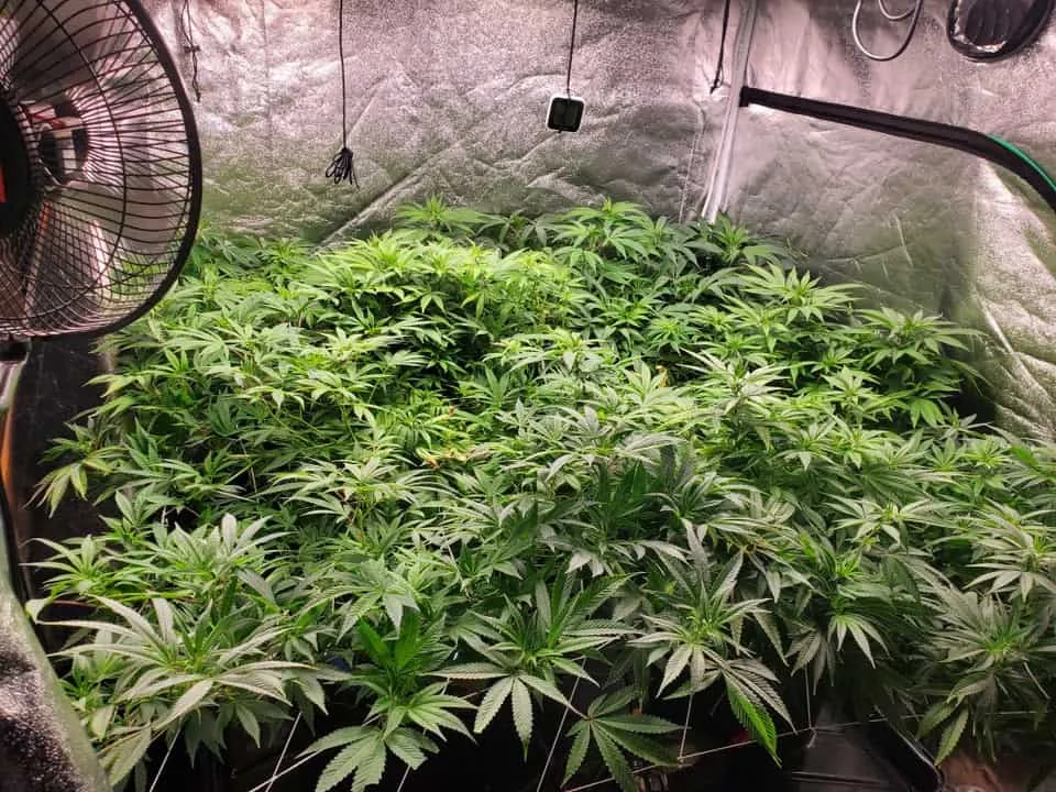 A view from inside a grow tent